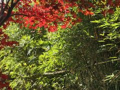 -南京老山国家森林公园
