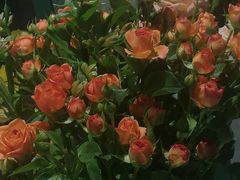 -循礼门鲜花花市(武汉循礼门店)