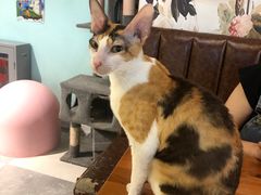 -猫小院猫主题餐厅(三里屯店)