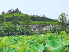-香水百荷景区