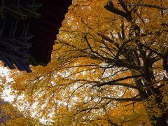 -遵化市禅林寺古银杏风景园