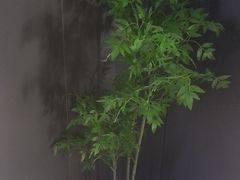 -梵猫·新养生(鹭江大同店)