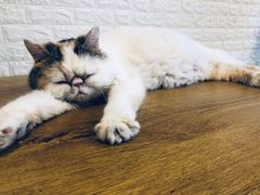-平行世界·猫咖(首经贸店)