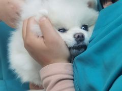 -小伙伴宠物医院•急重症转诊中心·老年专科·犬猫全科(北大街总院)