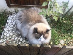 -喵屿·大理花园猫咖