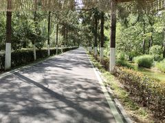 -合肥滨湖国家森林公园