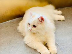 -飞行喵MR PILOT|猫舍·猫咖(静安大融城店)