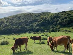 -大姆山草场