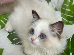 -青奢宠物·青奢猫舍