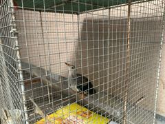 -农厨好味·温泉鹅·农家菜