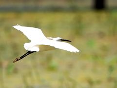 -野鸭湖国家湿地公园