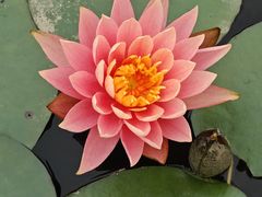 -东莞植物园