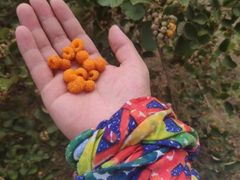 -凯邦亚湖风景区