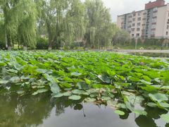 -长春市南湖公园