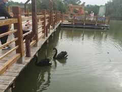 -大湾区中央湿地公园