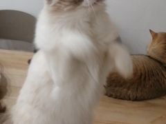 -有喵·猫咖·狗咖·30几只猫10只小狗(岗厦店)
