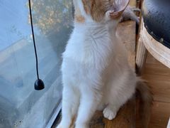 -猫小院猫主题餐厅(南锣旗舰店)