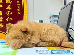-瑞鹏宠物医院·眼科·皮肤·中兽医(大悦城分院)