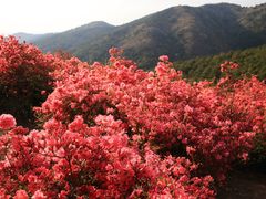 -木兰云雾山