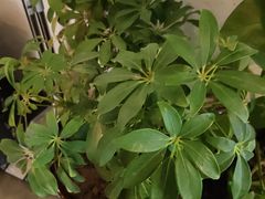 -老绥元烧麦·家常菜(大召店)