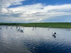 -黑龙江扎龙生态旅游区