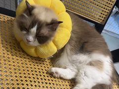 -琪喵猫屋·撸猫猫咖·猫舍