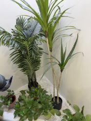 -VE专注问题肌·赛诺龙&科学美肤中心