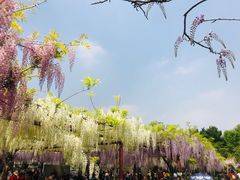 -嘉定紫藤园