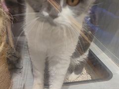 -PETKIT小佩宠物(古北店)