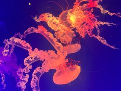 -海合安成都极地海洋公园