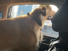 -趣玩宠物乐园寄养训犬训狗游泳池