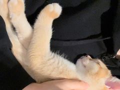 -lincat·猫舍(广州店)