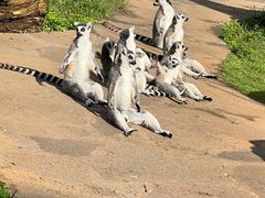 -云南野生动物园