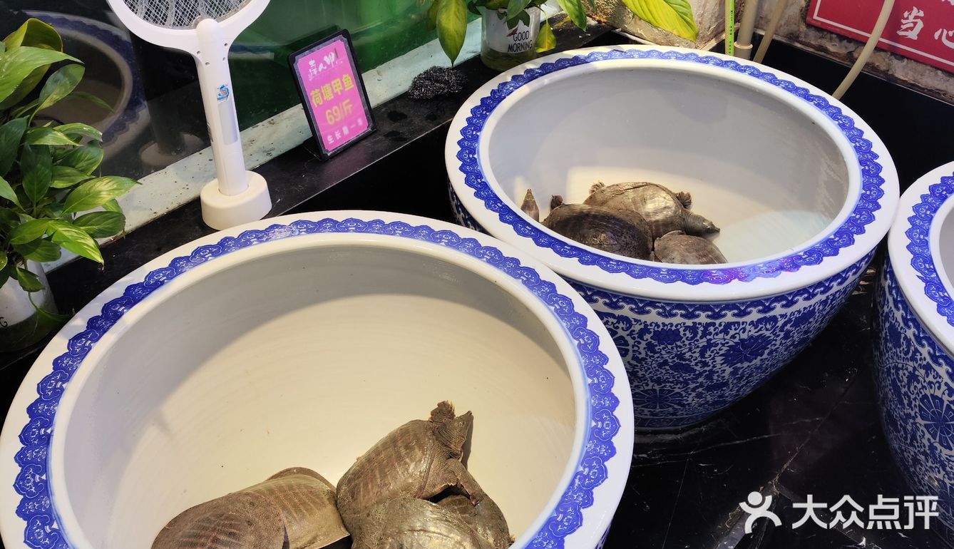 冬季进补的甲鱼锅吃一个～