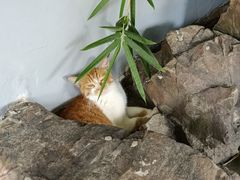 -龙华素斋(龙华路店)