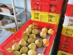 -樂桃源奉贤黄桃种植采摘基地