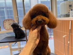 -爱宠屋pet shop·宠物洗澡·宠物美容