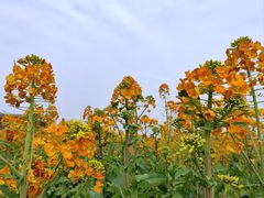 -中国天府农业博览园