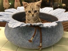 -有猫主题·治愈系猫咖(曾厝垵店)