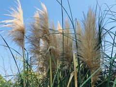 -昆山城市生态森林公园