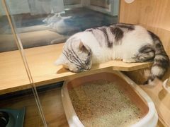 -BABIT巴比特宠物(MOMOPARK店)