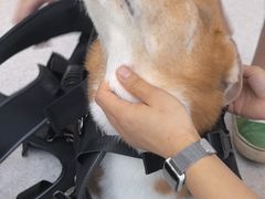 -谐和贝康宠物医院24小时·宠保定点(急重症转诊中心)