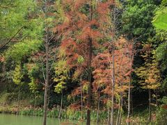 -广州白江湖森林公园