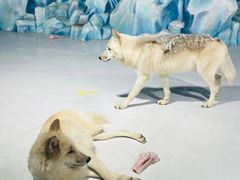 -哈尔滨极地公园