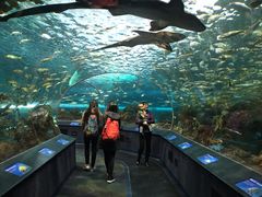 -瑞普利水族馆