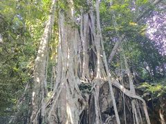 -中国科学院西双版纳热带植物园