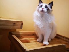 -70cat德文卷毛猫·缅因猫纯种猫舍