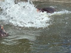 -哈尔滨北方森林动物园