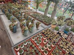 -荷兰花海