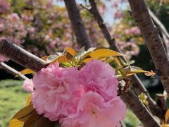 -高东镇樱花园